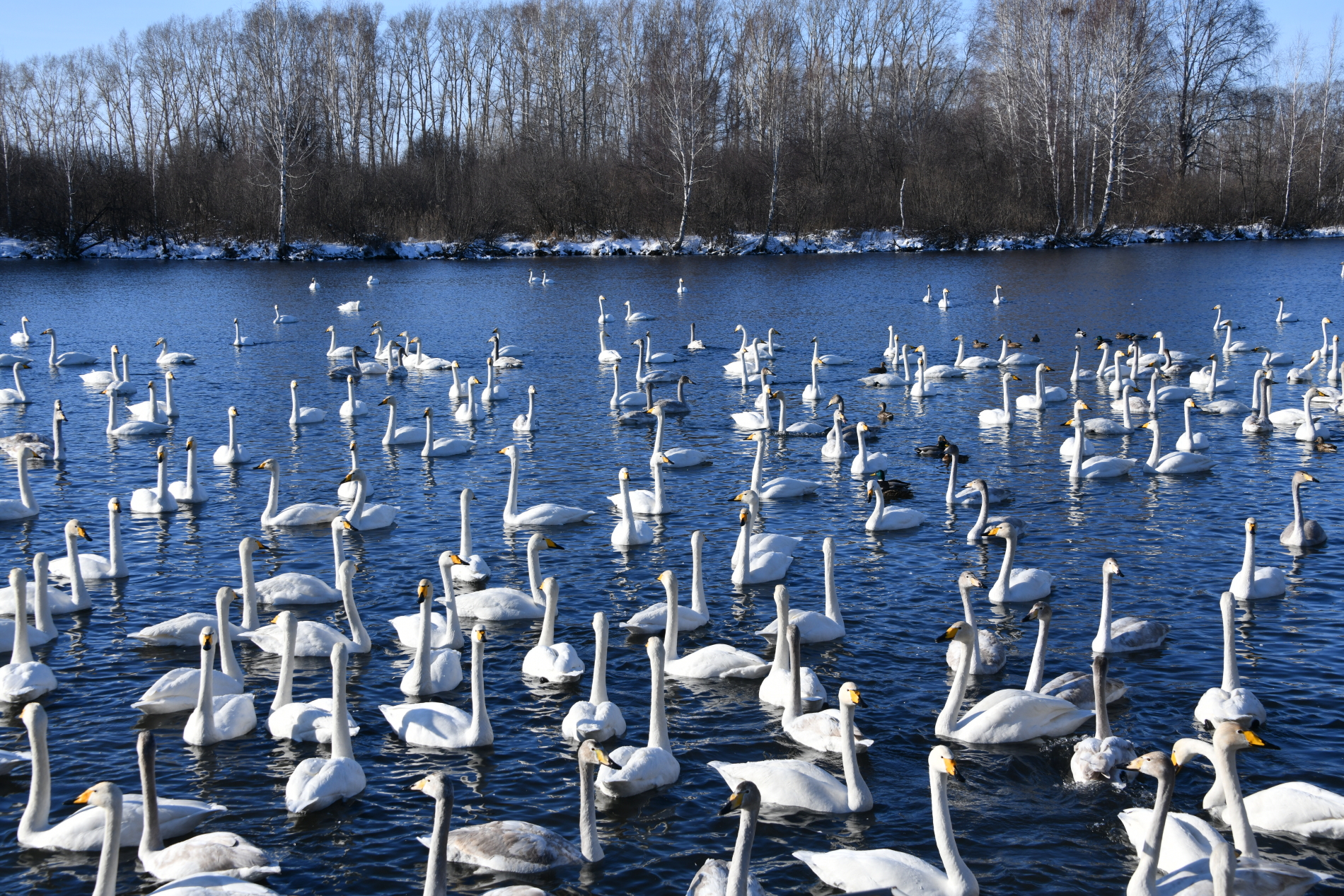 Незамерзающие алтайские озера стали оазисом зимовки белых лебедей