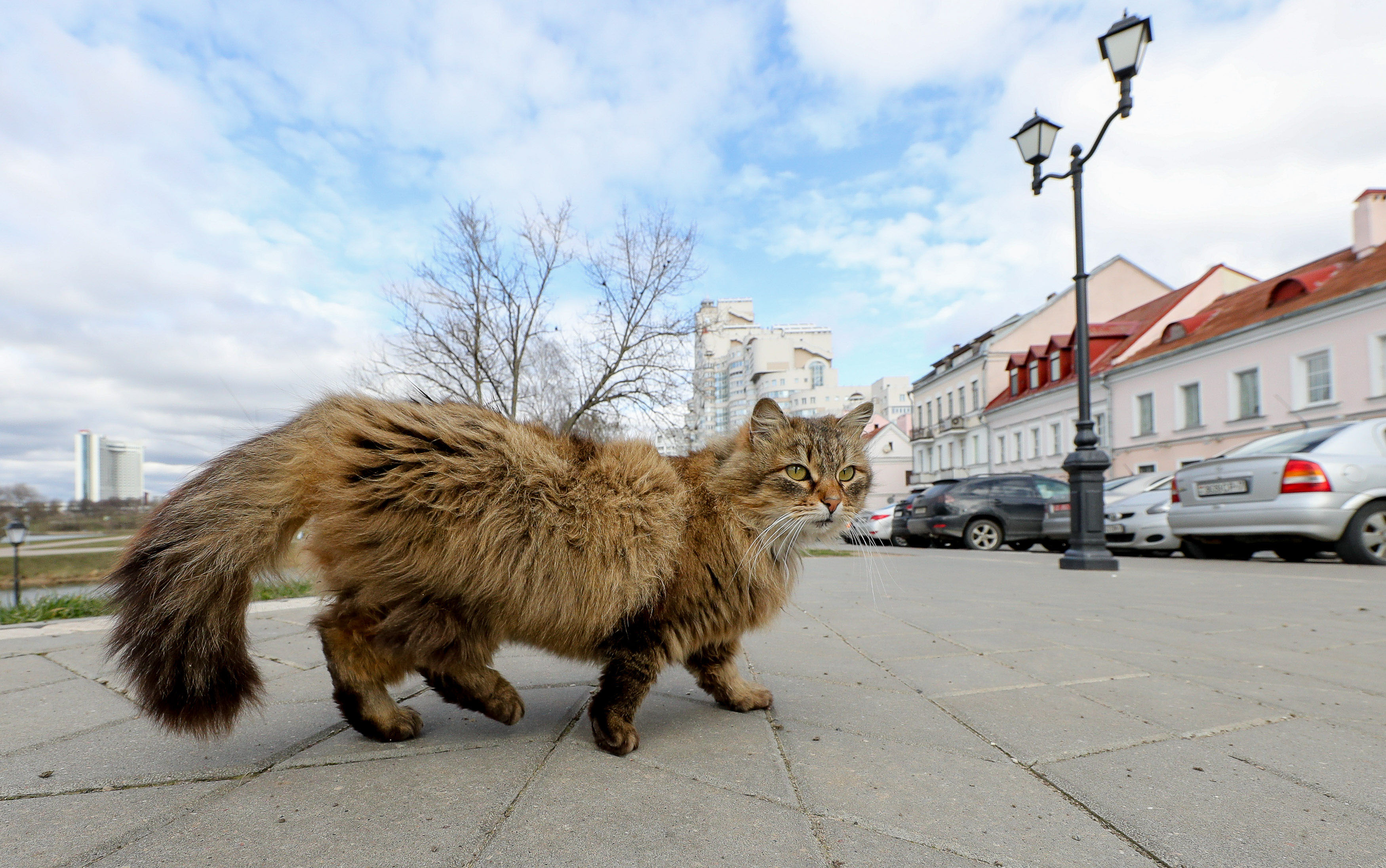 В День кошек в Ялте общественники установили трехэтажный дом для уличных котов