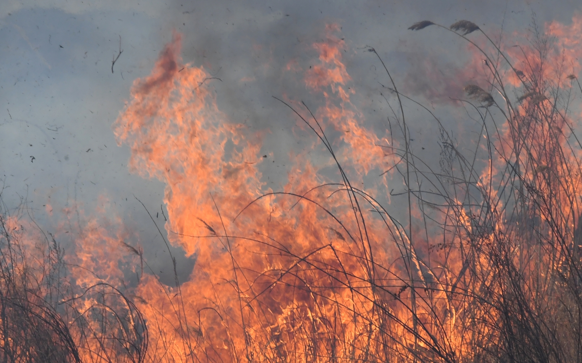 На Приморье бушуют природные пожары
