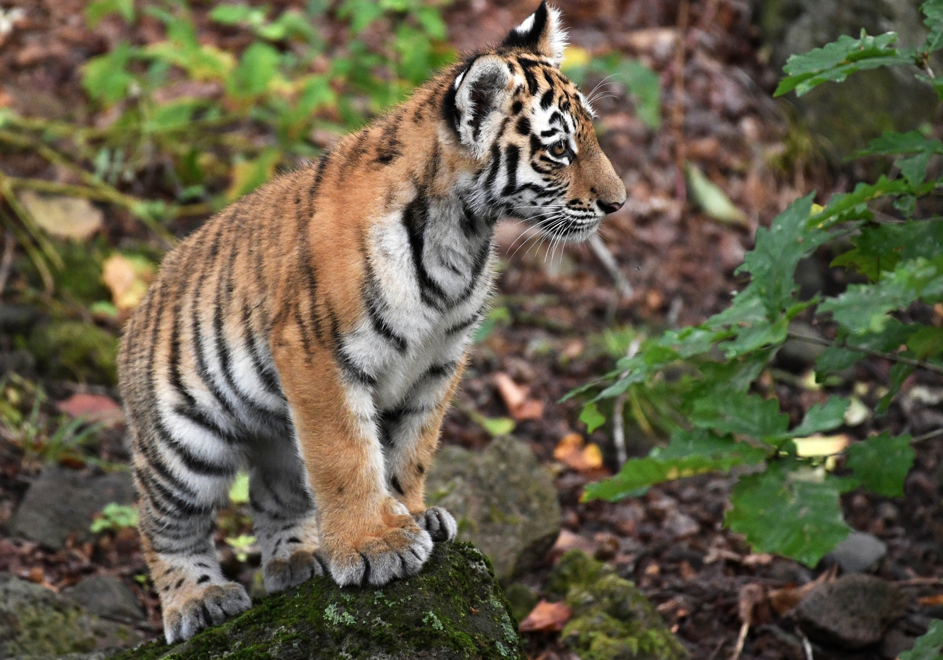 Спасенный амурский тигр Синдбад передан из Хабаровска в Минский зоопарк