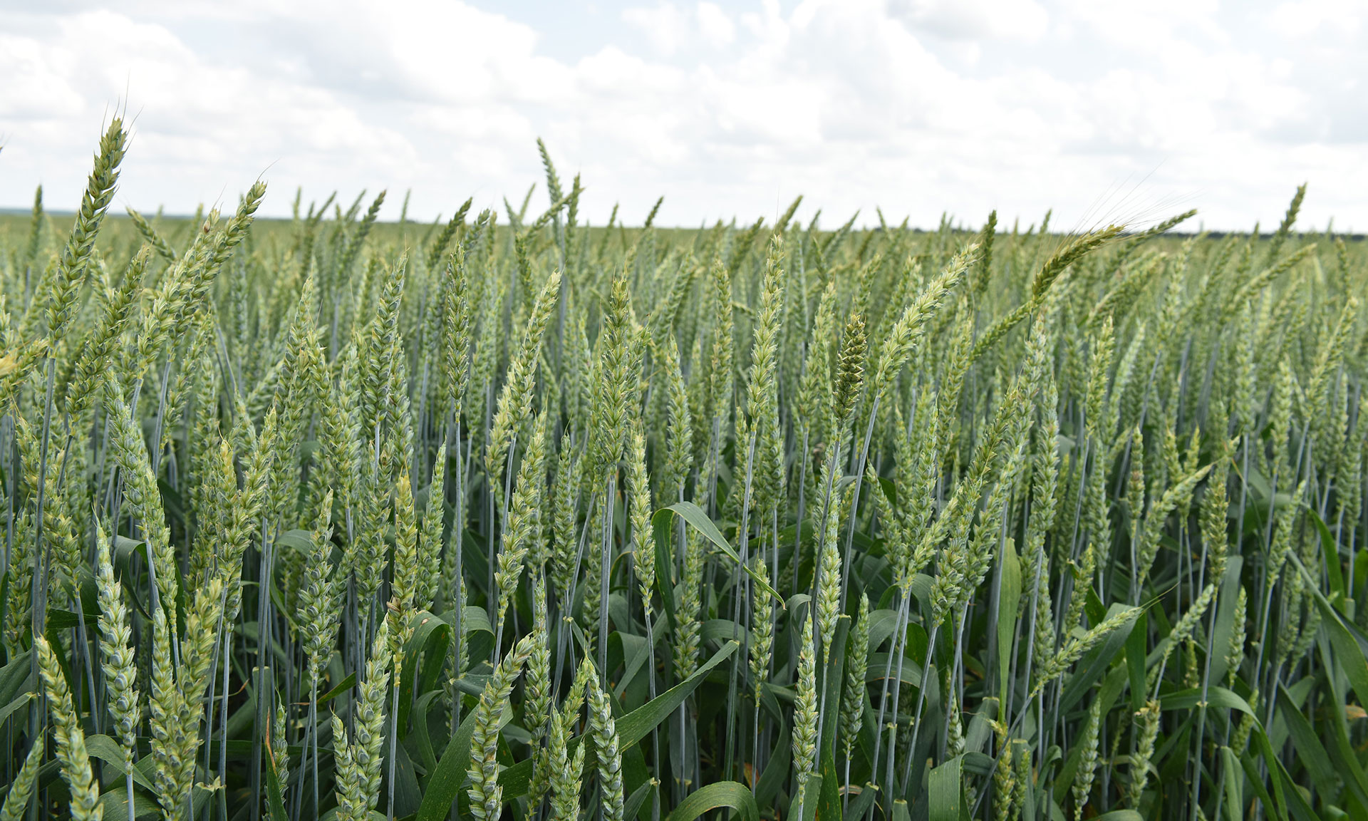 Брянские сорта пшеницы и рапса родом из Беларуси