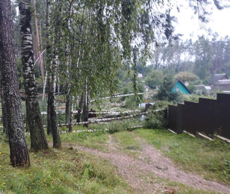 Грозовой фронт повалил деревья в Минской области, повредил ЛЭП