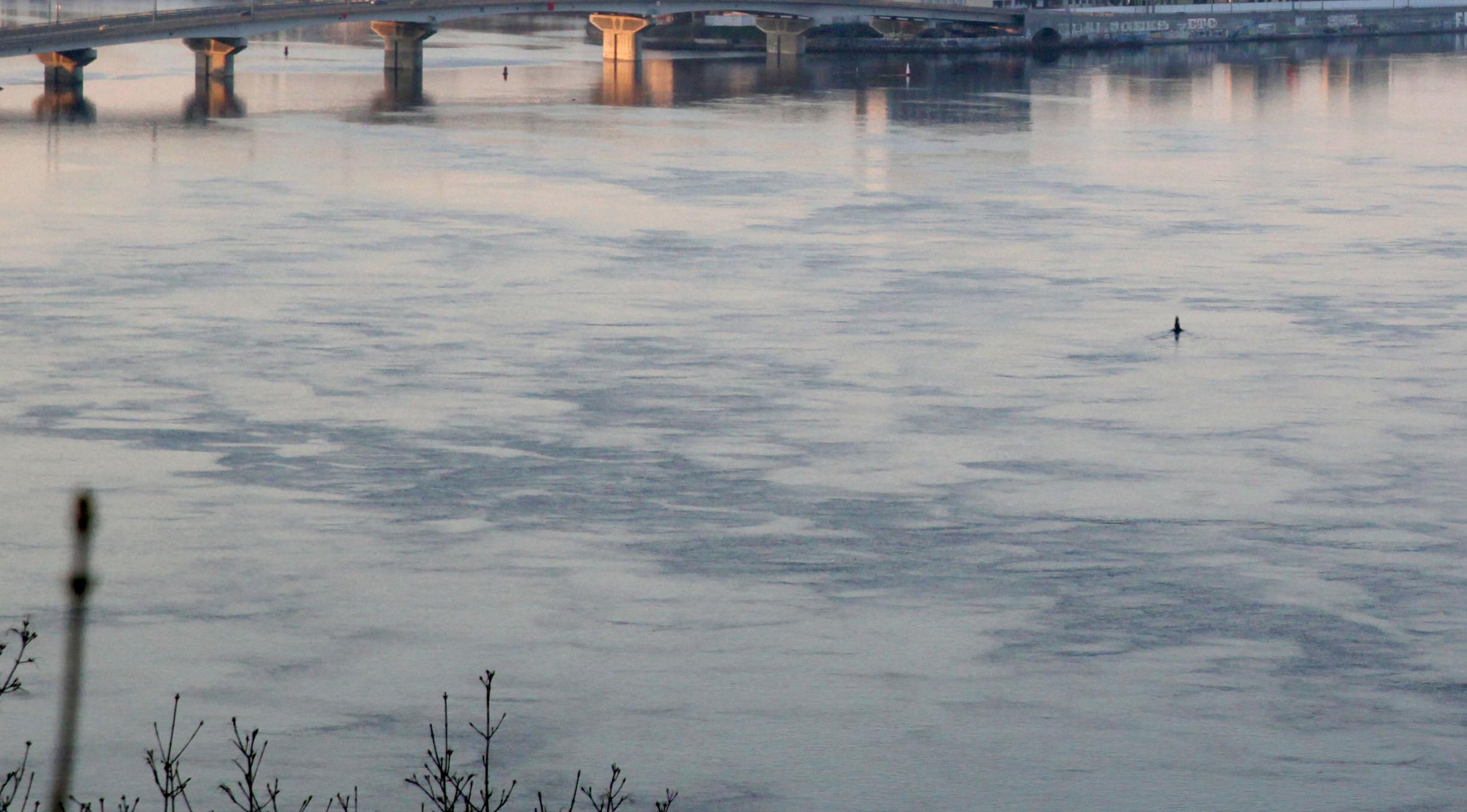 В реке Днепр в районе Запорожской АЭС произошло резкое снижение уровня воды