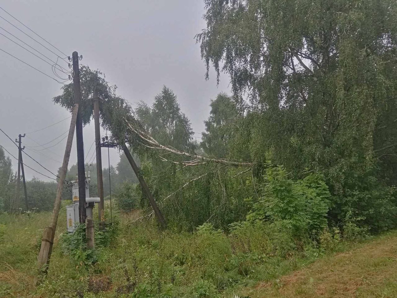 В Беларуси от упавших деревьев и элементов кровель погибли четыре человека