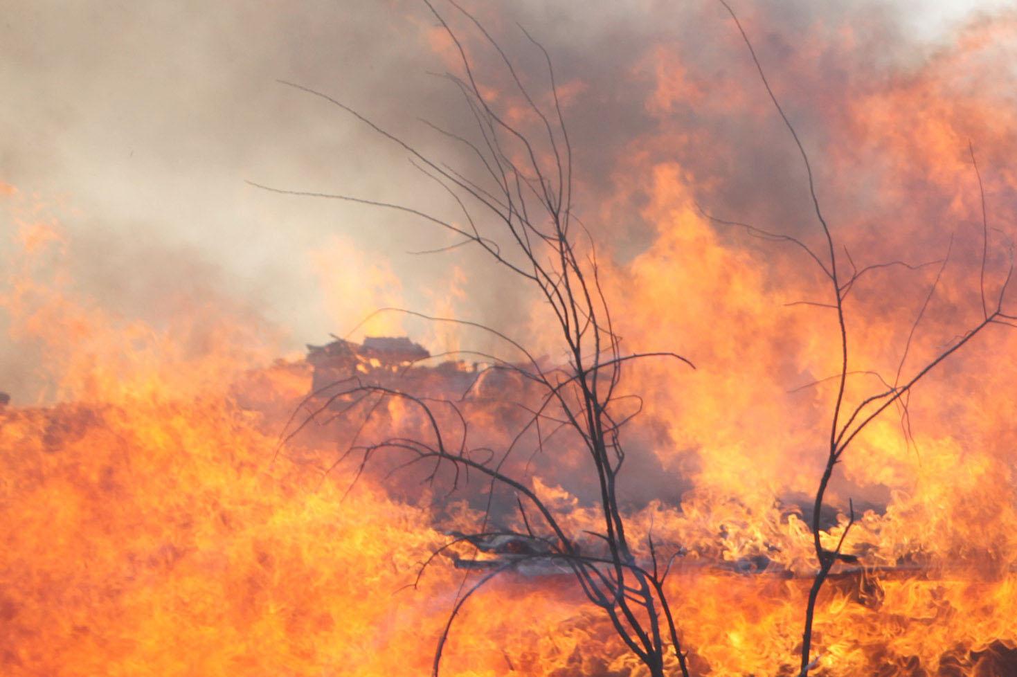 В Евпатории сгорело здание контактного зоопарка