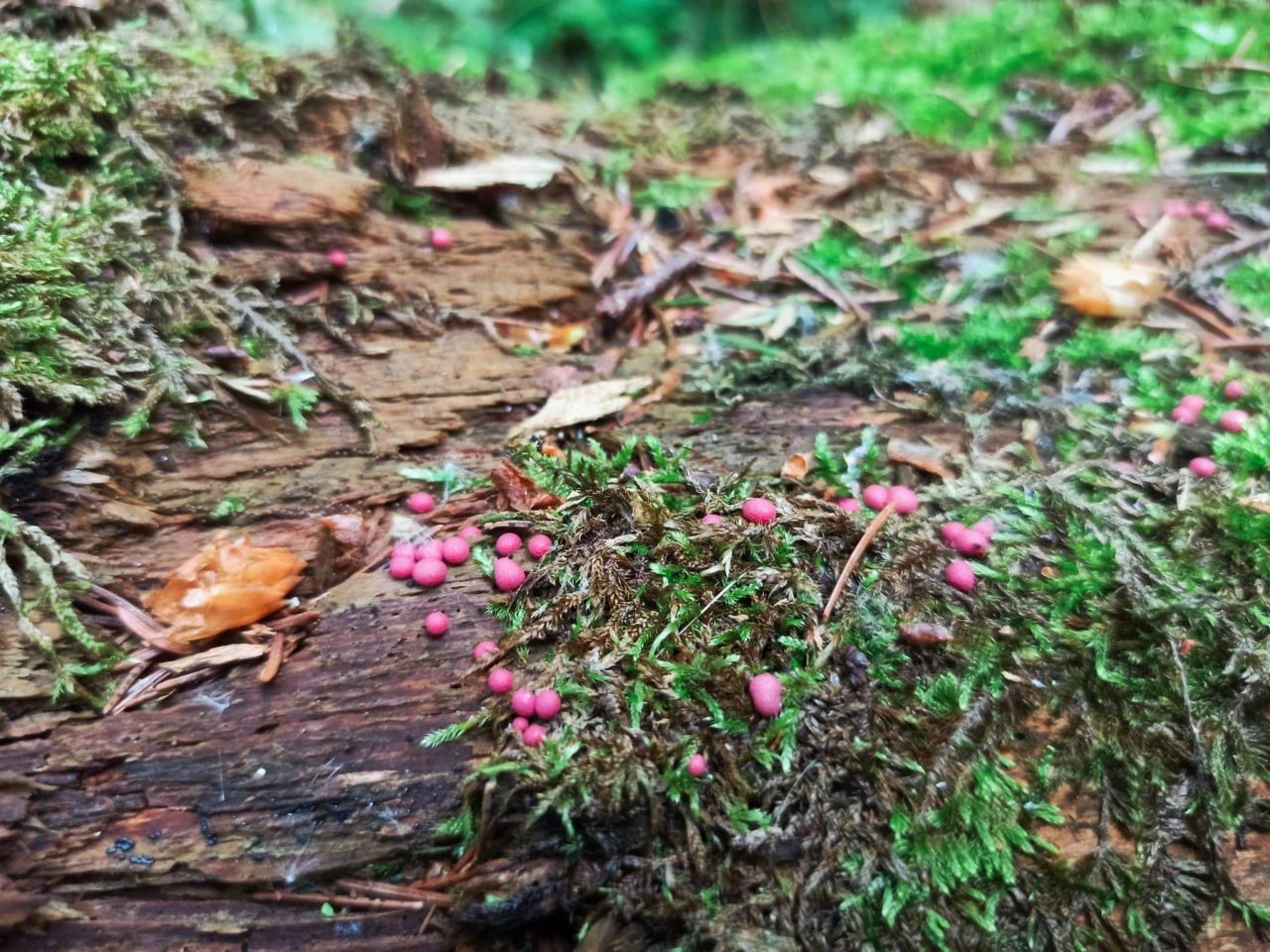 В Беларуси впервые обнаружен новый вид миксомицетов в Беловежской пуще