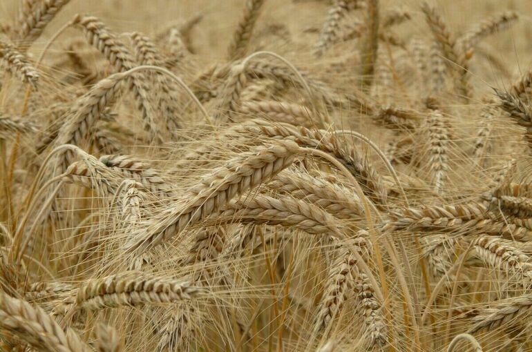 Пять стран ЕС требуют от Еврокомиссии ограничить импорт зерновых из СГ