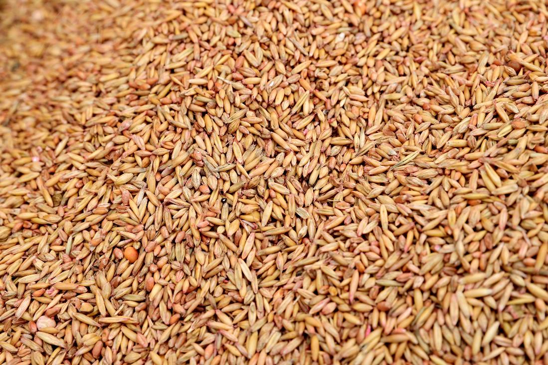 Литва после полугода перерыва возобновила закупки зерна из России 